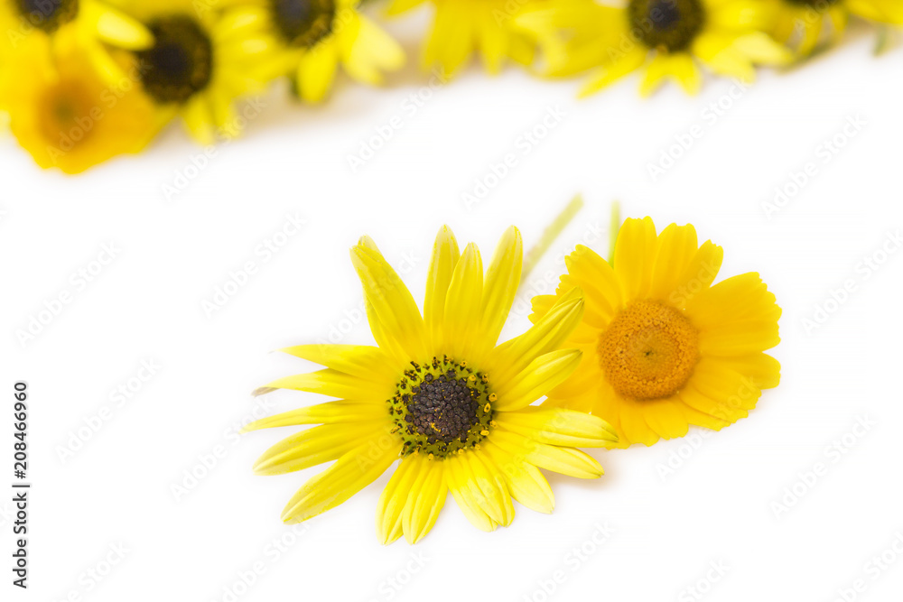 Naklejka premium yellow daisies isolated on white