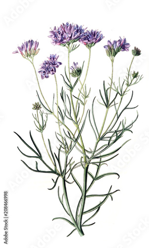 Illustration of plant photo