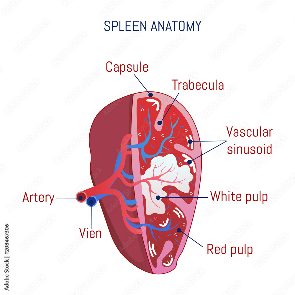 Spleen anatomy icon. Cartoon of spleen anatomy vector icon for web design isolated on white background - obrazy, fototapety, plakaty 
