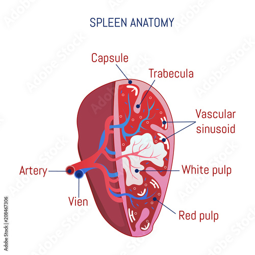 Spleen anatomy icon. Cartoon of spleen anatomy vector icon for web design isolated on white background photo