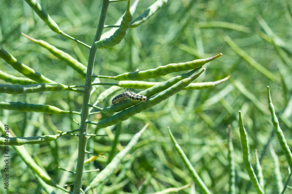 a caterpillar consuming pods and leaves of a young rape. The concept of protecting agricultural crops from insects. Insecticidal treatment a caterpillar consuming pods and leaves of a young rape. The concept of protecting agricultural crops from insects. Insecticidal treatment
