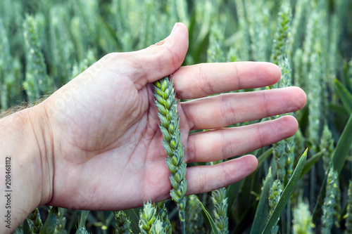 spikelets of young, green wheat on the palm of the agronomist, against the background of the field