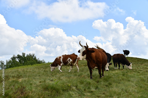 Fototapeta Naklejka Na Ścianę i Meble -  Paesaggio alpino con le mucche che pascolano sul prato erboso
