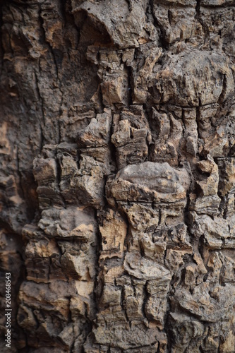 Tree bark, wood, stone, rock texture and background
