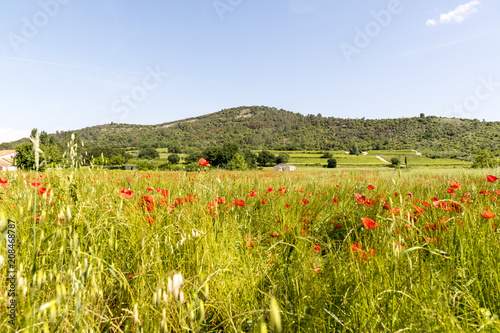 poppy flower field with panorama view about an green hill in ardeche france