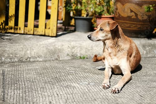 Thai Dog brown sitting on concrete floor in the nature garden.Dog portrait 2018 concept. © cocorattanakorn