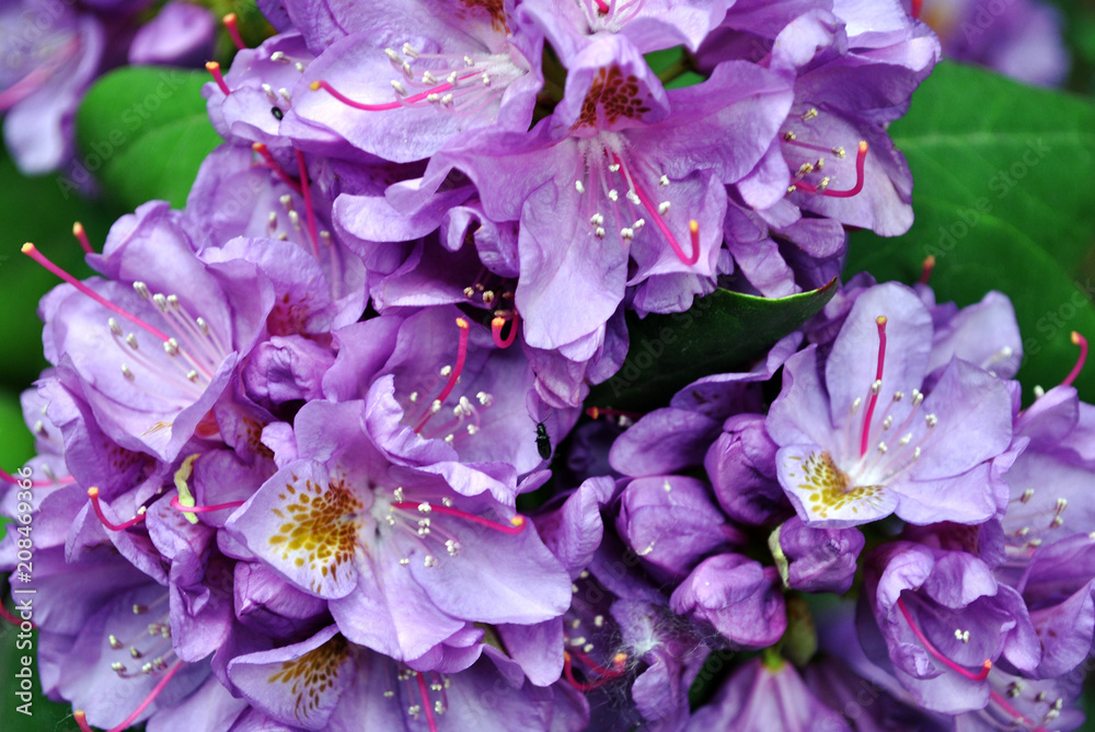 Purple rhododendron flowers with pink and yellow pistil and stamen, soft green blurry leaves background, top view close up macro detail Purple rhododendron flowers with pink and yellow pistil and stamen, soft green blurry leaves background, top view close up macro detail