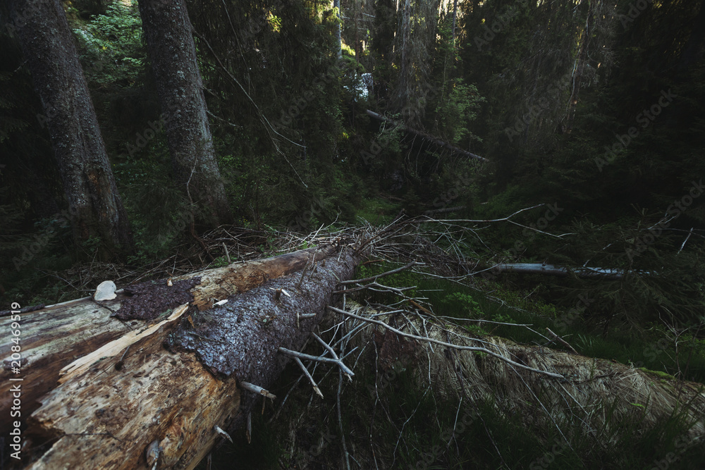 Fallen trees in green virgin forest of pine trees. Dark woodland Fallen trees in green virgin forest of pine trees. Dark woodland