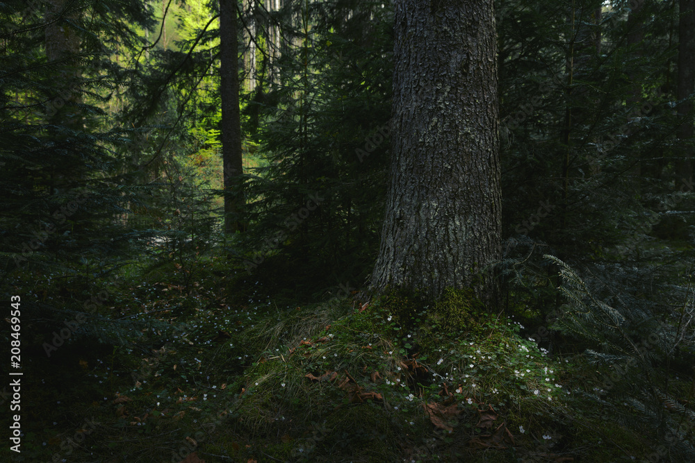 Obraz premium Magical white flowers at the base of the pine tree in dark virgin forest