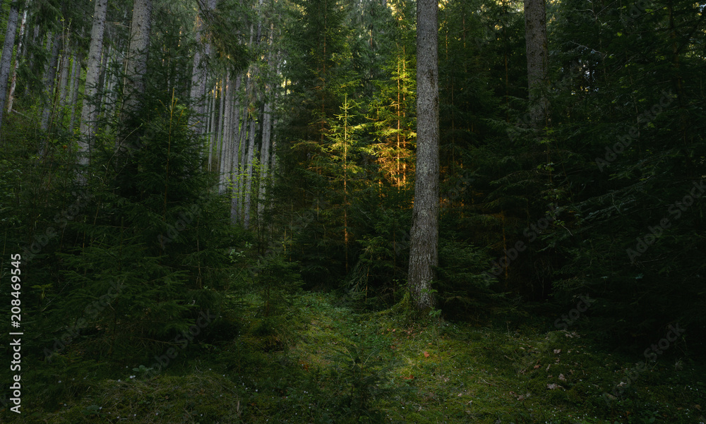 Fototapeta premium Trail in dark pine tree forest. Sunset light shines on one tree. Magical atmosphere in the wilderness