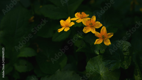 Wild flowers in the sunligh...