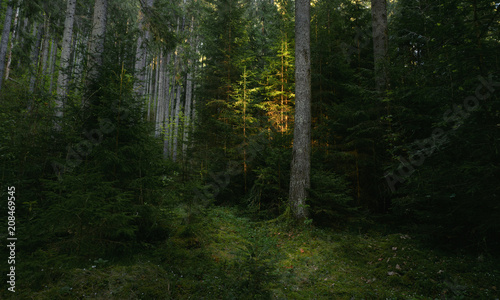 Trail in dark pine tree forest. Sunset light shines on one tree. Magical atmosphere in the wilderness