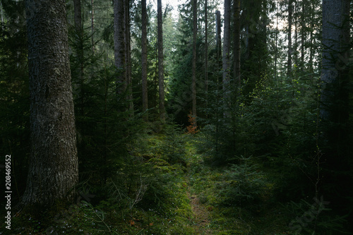 Fairy tale trail in dark green virgin forest of pine trees