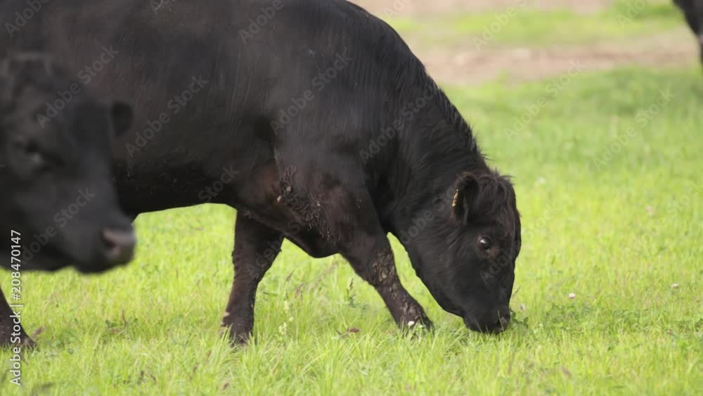 Big black bulls with dirty legs and faces grazing on meadow and looking tasty grass for food in slow motion Big black bulls with dirty legs and faces grazing on meadow and looking tasty grass for food in slow motion