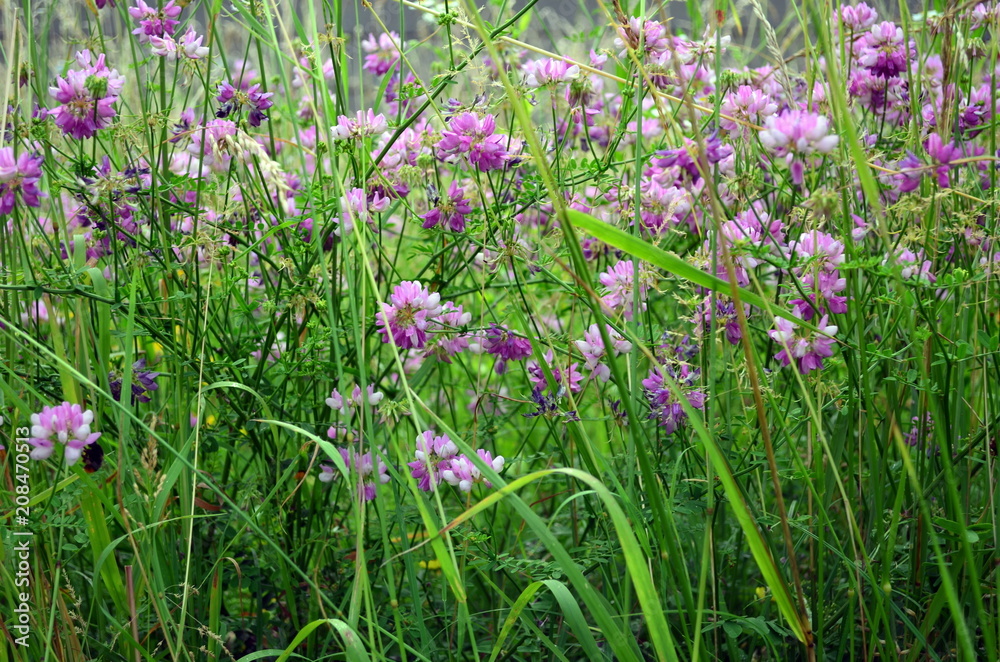 Frühlingswiese mit lila Wicken