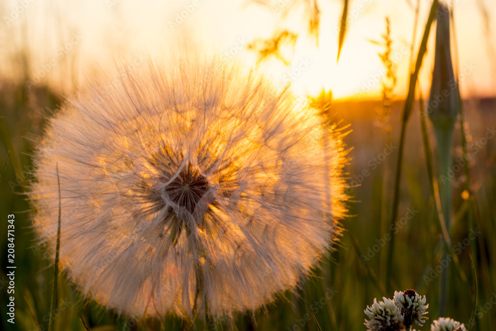 Beautiful sunset with dandelion flower and rural field, nature background