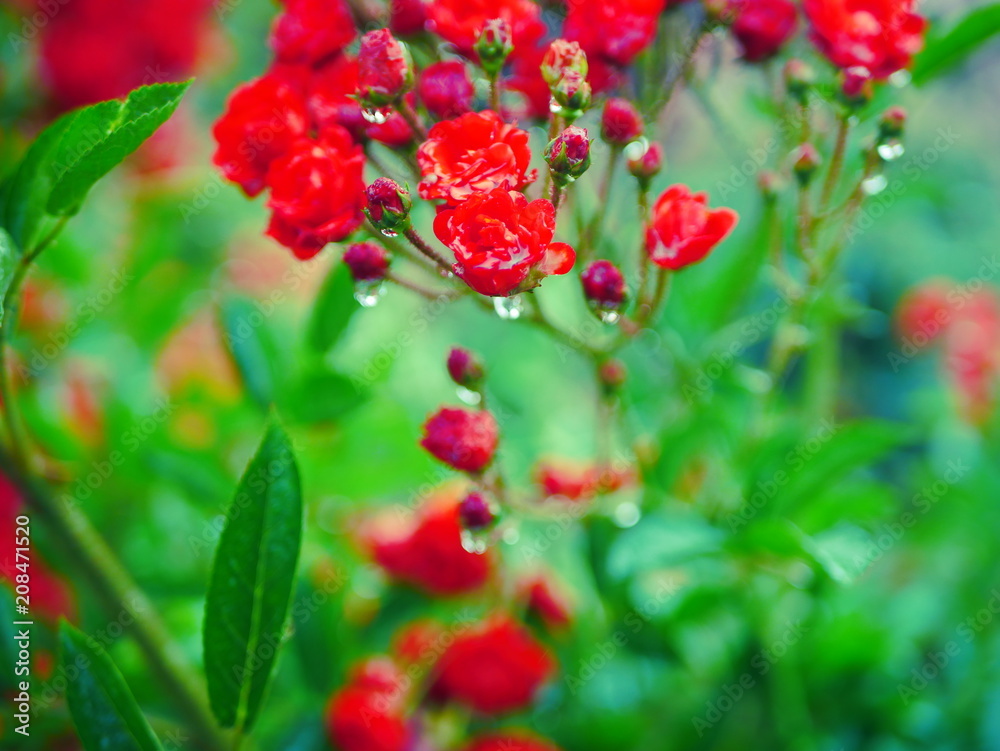 red and yellow flowers