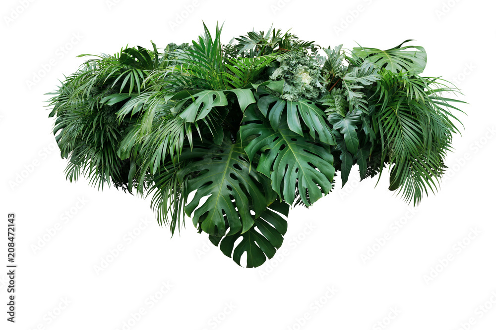 Fototapeta Tropikalnego liścia ulistnienia rośliny dżungli krzaka przygotowania natury kwiecisty tło odizolowywający na białym tle, ścinek ścieżka zawierać.