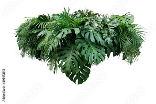 Tropical leaves foliage plant jungle bush floral arrangement nature backdrop isolated on white background, clipping path included.