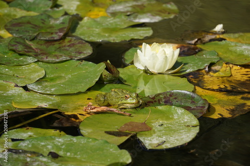 Close-up of a water lily flower and leaves and a frog in the gardens of the Alhambra, Granada,  Andalusia, Spain