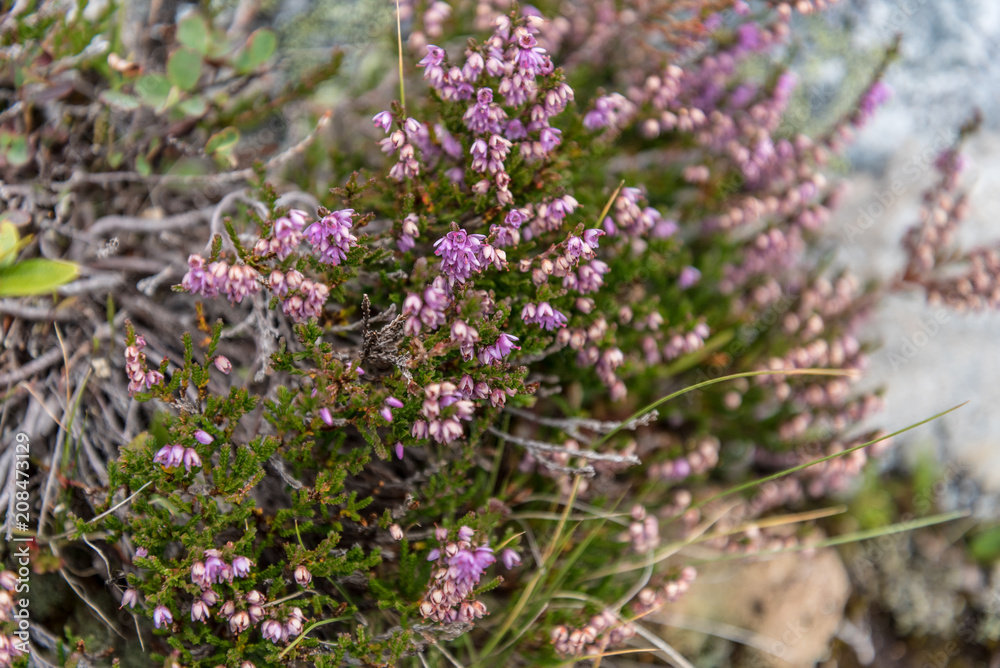 Erica Carnea on the peaks near Lac Blanc in Auvergne-Rhône-Alpes in France Erica Carnea on the peaks near Lac Blanc in Auvergne-Rhône-Alpes in France