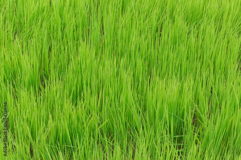 Green grass background in a vertical arrangement