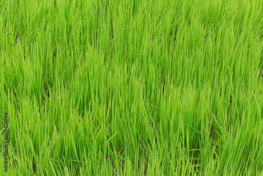 Green grass background in a vertical arrangement Green grass background in a vertical arrangement