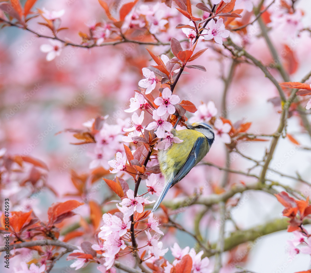Blue tit bird in a flowering plum tree Blue tit bird in a flowering plum tree