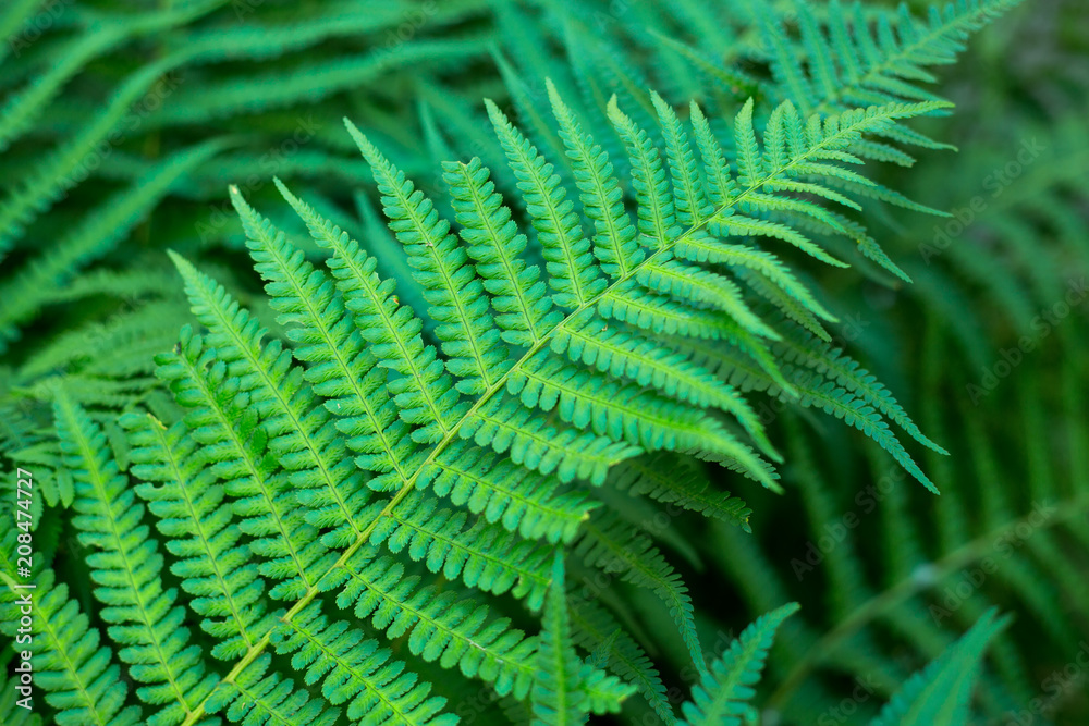 Green leaves of the fern. Natural background. Green leaves of the fern. Natural background.