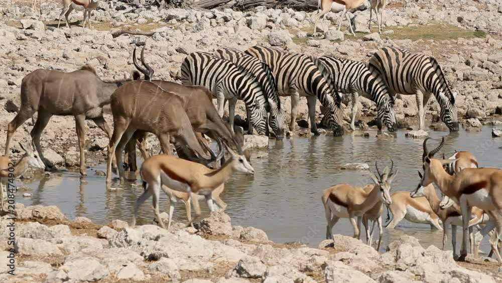 Zebra, springbok and kudu antelopes gathering at a waterhole, Etosha National Park, Namibia Zebra, springbok and kudu antelopes gathering at a waterhole, Etosha National Park, Namibia