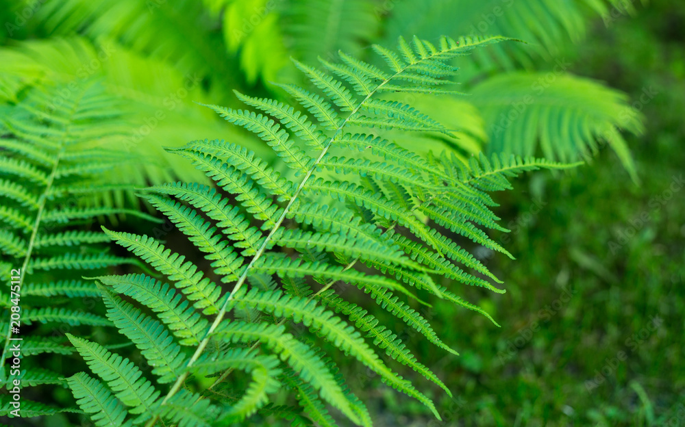 Green leaves of the fern. Natural background. Green leaves of the fern. Natural background.
