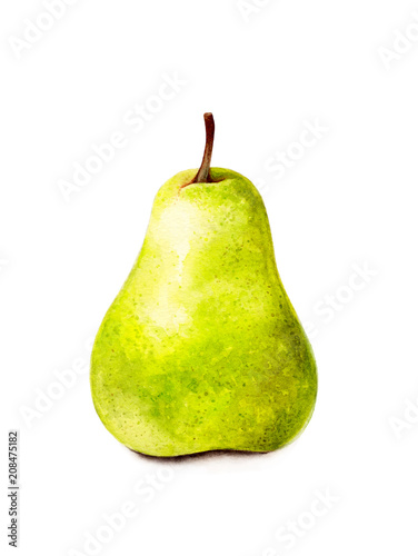 Green pear isolated on white background. Hand drawn watercolor painting of fruit. Realistic illustration. Botanical art.