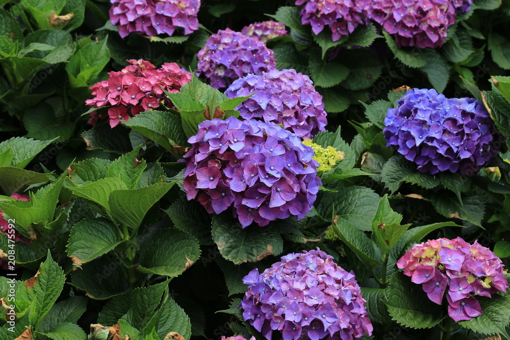 Closeup of purple hydrangea (Hydrangea macrophylla) in a garden. Closeup of purple hydrangea (Hydrangea macrophylla) in a garden.