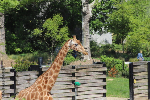 Photography giraffe