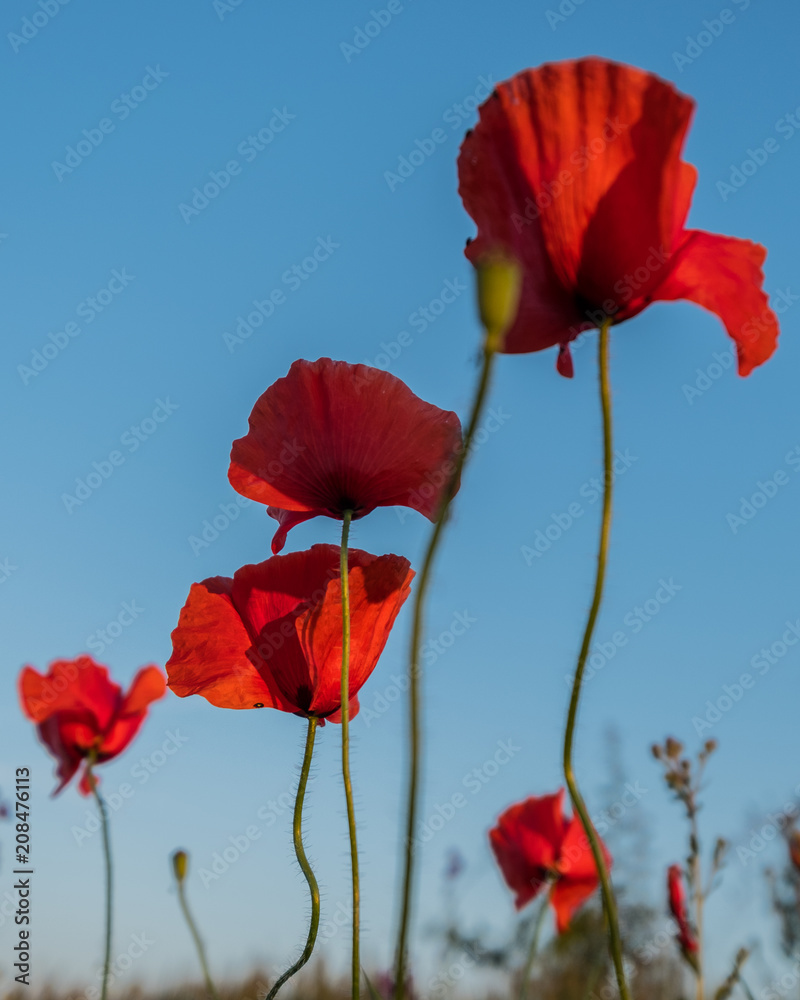 Obraz premium red poppies against the sky