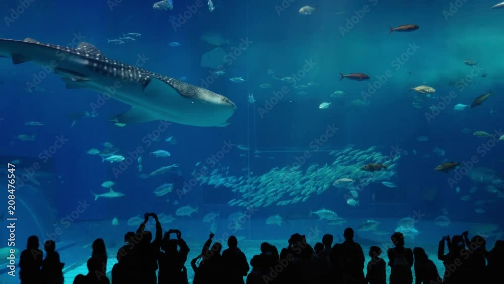 Large Tank a lot of fish underwater and shark whale swim in aquarium,Okinawa