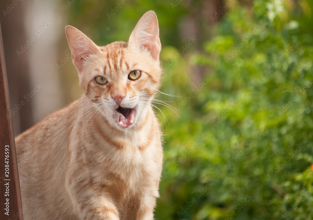 The red cat yawns. May 2018, Protaras, Cyprus The red cat yawns. May 2018, Protaras, Cyprus