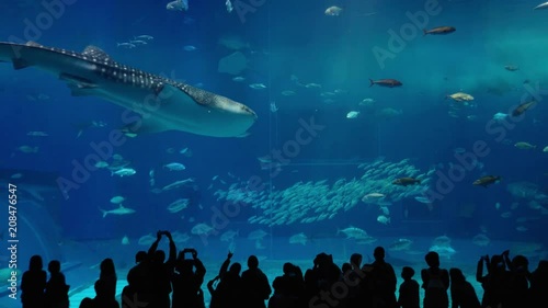 Large Tank a lot of fish underwater and shark whale swim in aquarium,Okinawa