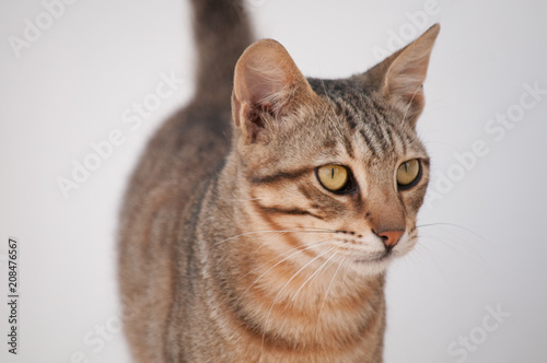 Fototapeta Naklejka Na Ścianę i Meble -   Portrait of a gray cat in profile. May 2018, Protaras, Cyprus