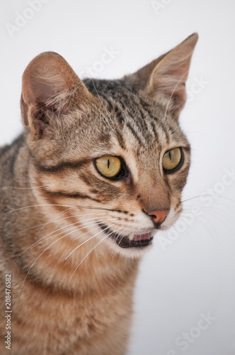 Fototapeta Naklejka Na Ścianę i Meble -  Portrait of a young, gray cat. Which meows. May 2018, Protaras, Cyprus