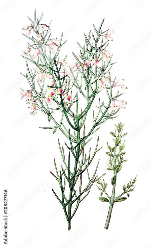 Fototapeta premium Illustration of plant