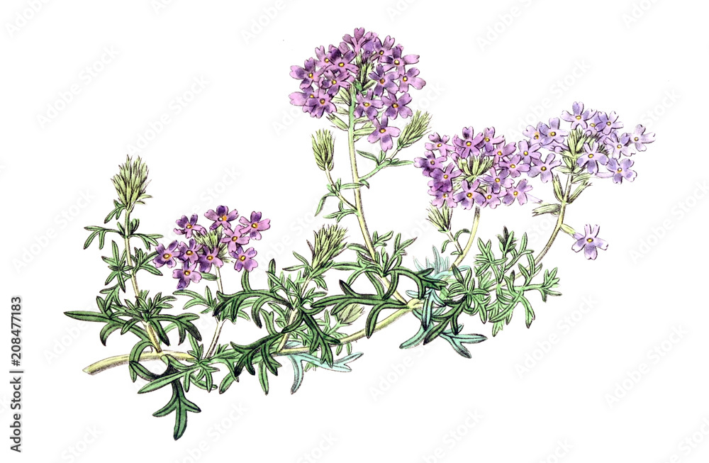Illustration of plant Illustration of plant