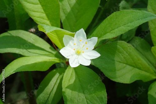 Trientalis europaea