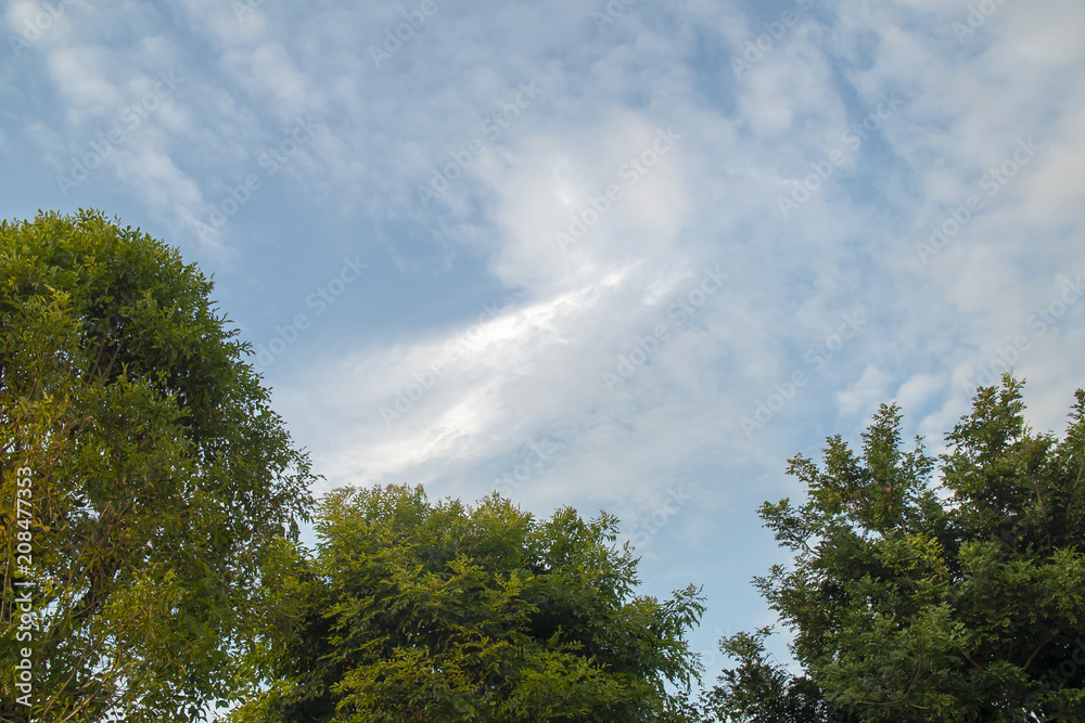 garden tree and blue sky