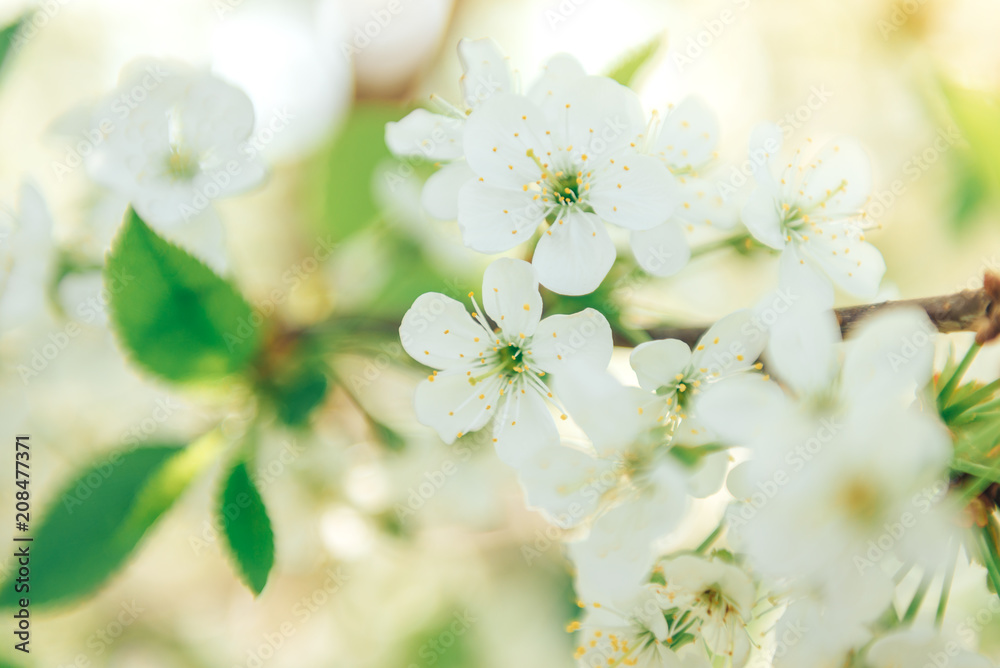 Spring branches of blossoming tree. Cherry tree in white flowers. Blurring background. Spring branches of blossoming tree. Cherry tree in white flowers. Blurring background.
