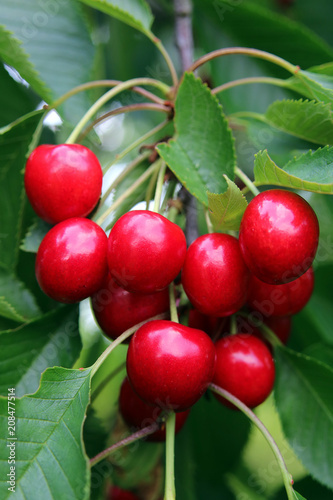 Wallpaper Mural Rote Kirschen Torontodigital.ca