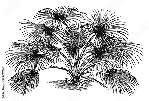 Livistona Palm - Livistona humilis #vector #isolated - Palme