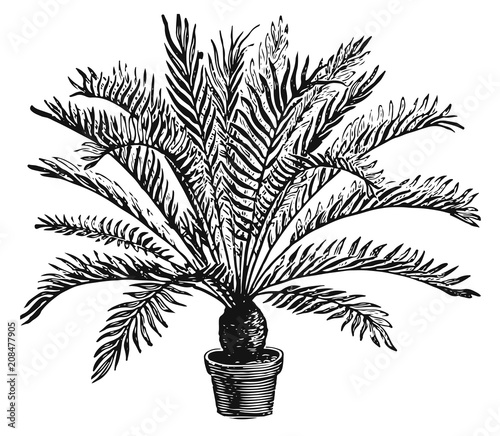 Zamia Palm #vector #isolated - Zamia Palme photo