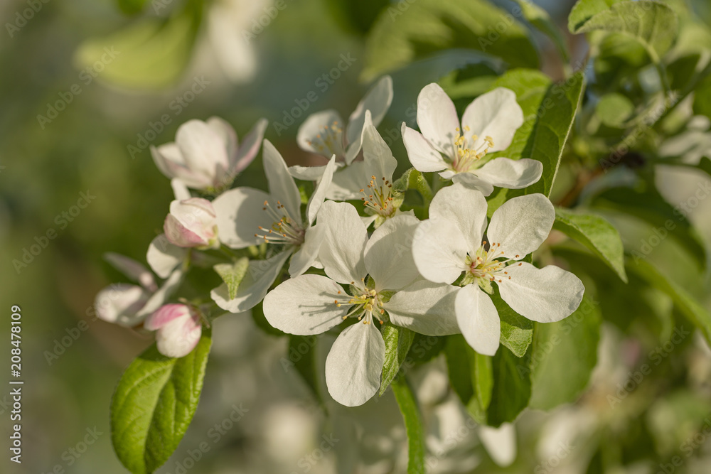 beautiful tree an Apple tree in flower on the green grass with the sun beautiful tree an Apple tree in flower on the green grass with the sun