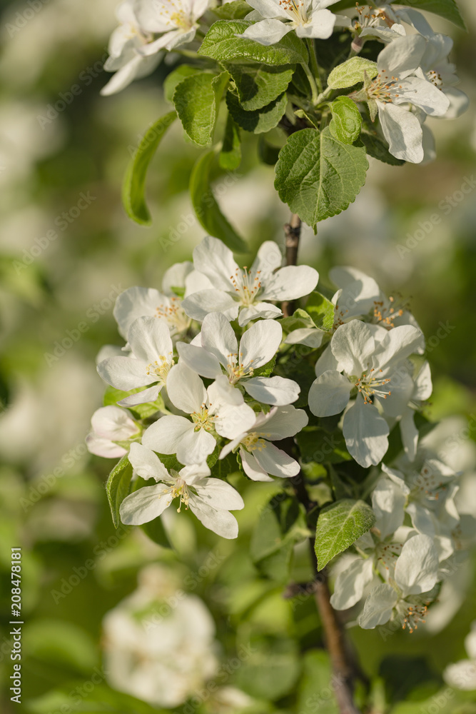 beautiful tree an Apple tree in flower on the green grass with the sun beautiful tree an Apple tree in flower on the green grass with the sun